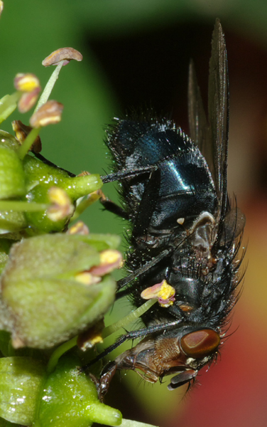 Calliphora sp
